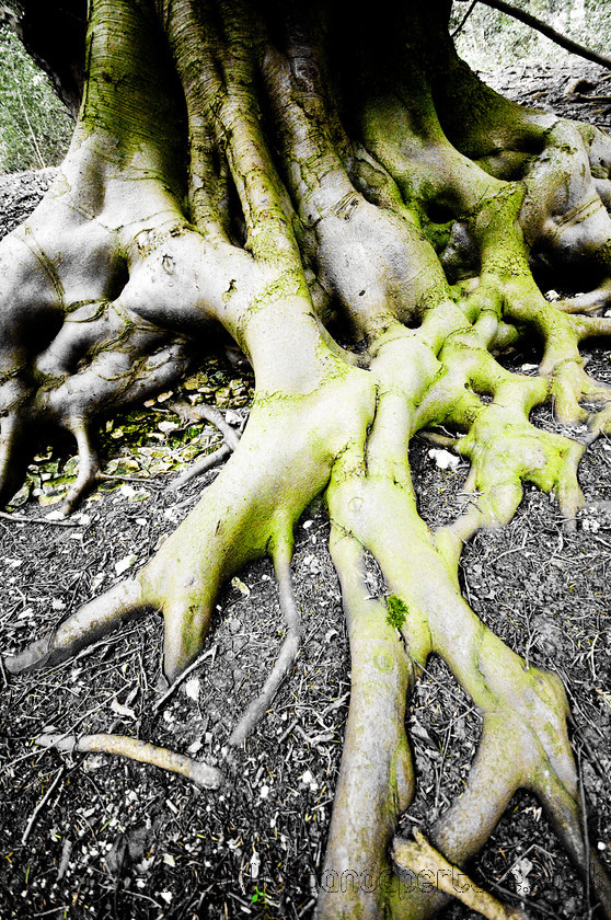 DSC 3235 
 Eerie tree roots 
 Keywords: tree roots moss green creepy eerie