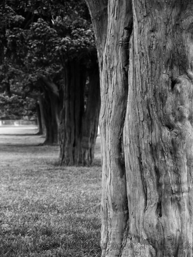 P5313030 
 Tree-lined avenue at Hampton Court 
 Keywords: tree avenue grass bark wood natural nature