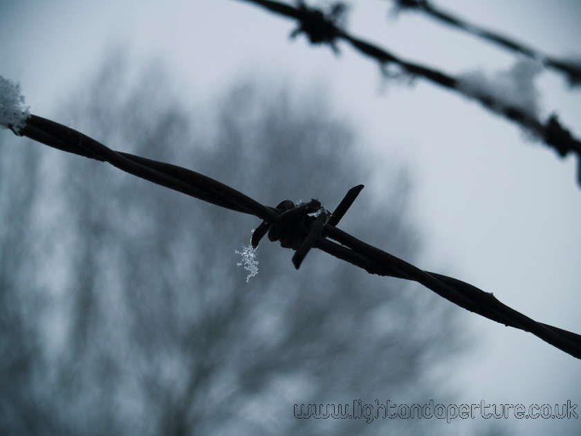 barbed wire copy 
 Winter barbed wire 
 Keywords: barbed wire snow frost winter cold freezing flake snowflake urban tree natural