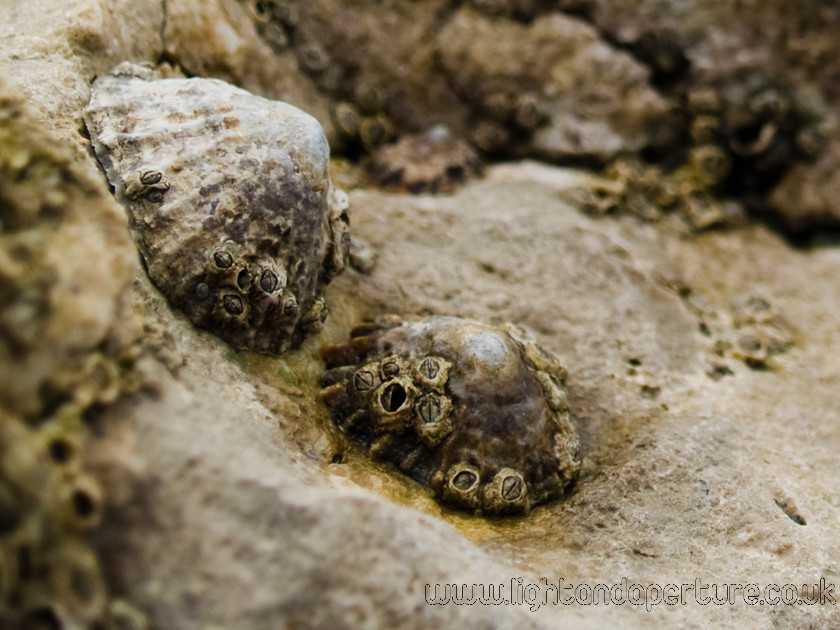 P4262640 
 Shells on rocks 
 Keywords: shells beach seaside sunderland sand marine rock coast
