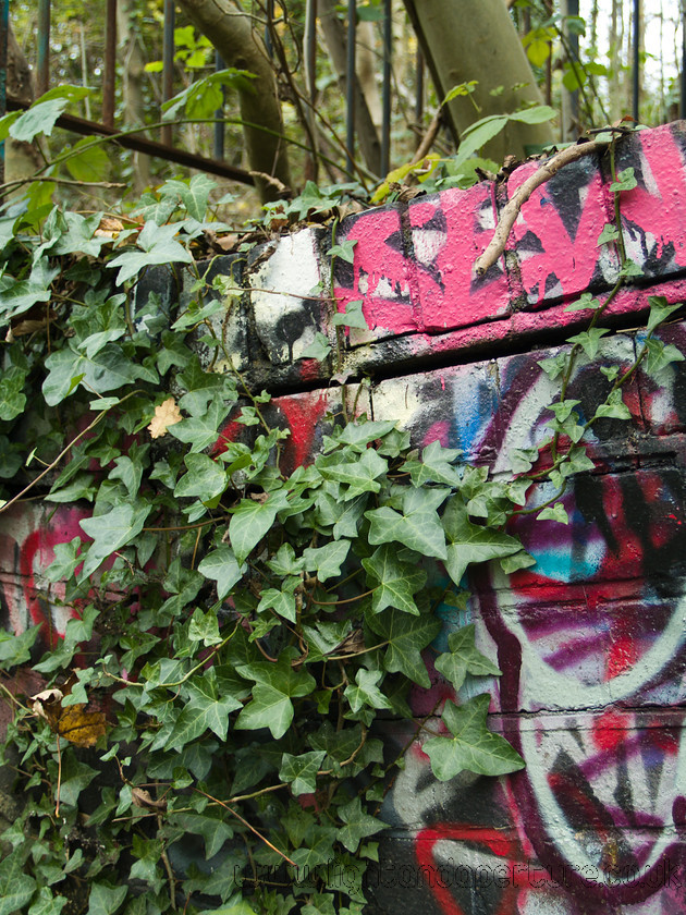 graffiti 
 Nature and graffiti 
 Keywords: urban city town concrete brick graffiti ivy nature decay natural