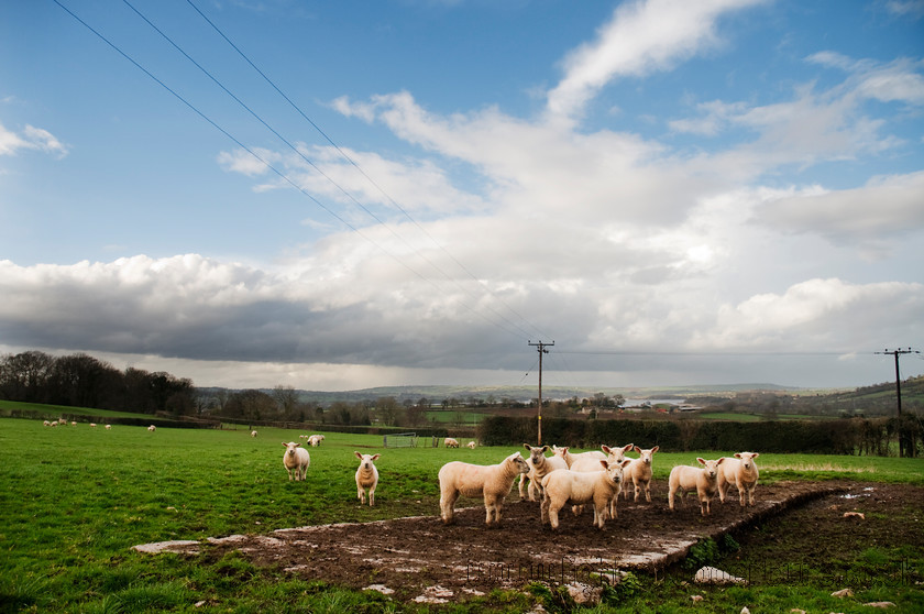 DSC 3093 
 Flock of lambs 
 Keywords: lambs spring sheep field rural countryside livestock flock