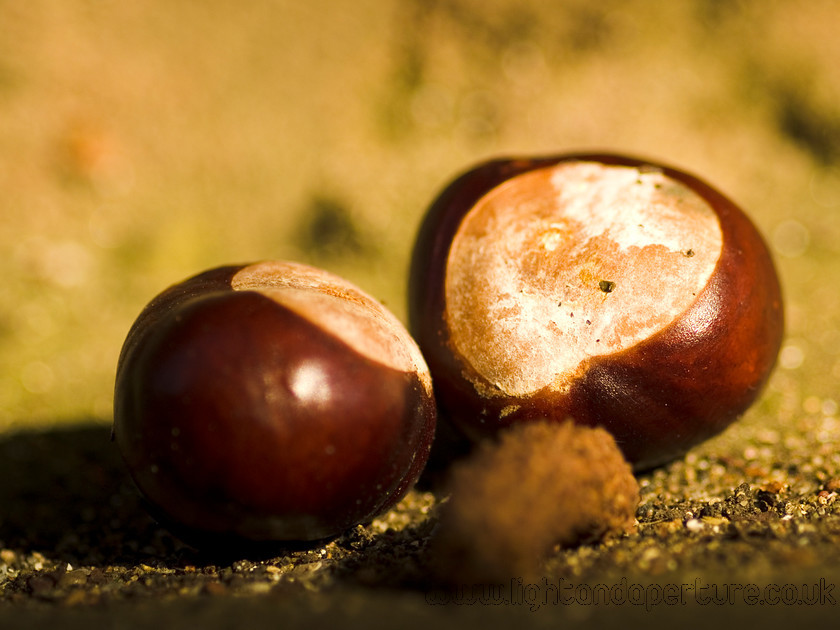 conkers 
 conkers in sunlight 
 Keywords: conker horse chestnut tree autumn winter nut fall leaves orange natural